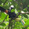 Minca bird watching tours Colombia