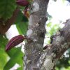 Tour del cacao planta