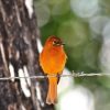 Avistamiento de Aves en Minca