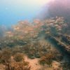 Diving in Tayrona Park