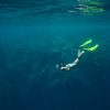 Marine Life in Tayrona Park